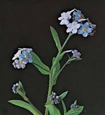 Image result for Boraginaceae