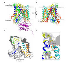 Caracterizada la estructura y función de un transportador de aminoácidos  LAT | IRB Barcelona