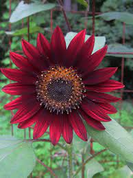 Pin On Exotic Flowers Plants Shrubs Trees