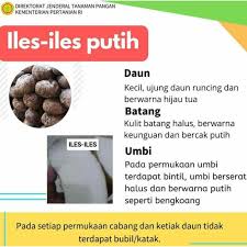 Gambar daun cabai hd download now 114 manfaat dan khasiat daun cabai. Tepung Suweg Kemasan 250 Gram Tepung Porang Kemasan 250 Gram Iles Iles Konyaku Shirataki Shopee Indonesia