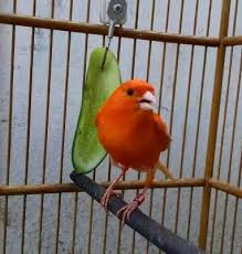 Ciri Burung Kenari Merlok Merah Lokal Beserta Harganya