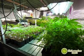 Benefits of using a cfl fluorescent grow light. Grow Lights For Indoor Cannabis Cultivation Philosopher Seeds