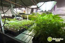 Benefits of using a cfl fluorescent grow light. Grow Lights For Indoor Cannabis Cultivation Philosopher Seeds