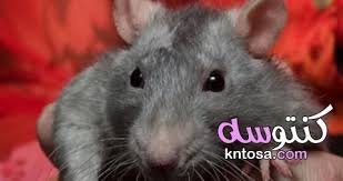 سلسلة غذائية يكون فيها الفأر مستهلك ثانوي kntosa com 01 19 156 animals hamster