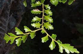Image result for Phyllocladus trichomanoides