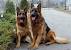 Giant King Shepherd