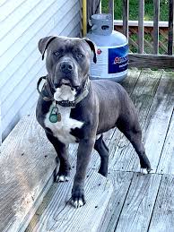 Blue nose pocket pitbull puppies for sale cheap