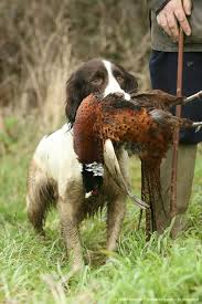 Black And White Short Hair English Springer Spaniel Gentlemanbobwhite English Springer Spaniel Springer Spaniel Hunting Dogs