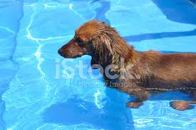 4 month old red long haired dachshund puppy dog pictures taken in lower manhattan near 14th st new york city during new york city dog walker outing. Wet Red Long Haired Dachshund In A Swimming Pool Stock Photos Freeimages Com