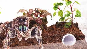 Can bounce up to approx.50cm in height. My New Pet Jumping Spider Youtube