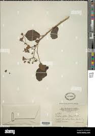 Image result for Cordia goetzei