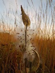 Midwest Prairies Gallery Milkweed Prairie Garden Pollinator Garden