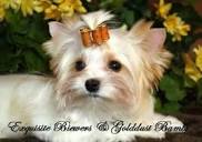 Golddust Yorkshire Terrier Dog Breed Information and Pictures