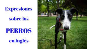 Ingles De La Calle Expresiones Sobre Perros En Ingles Youtube
