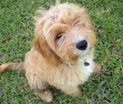 Black And Tan Pugalier Indiana The Golden Retriever Cavalier King Charles Poodle Mix Golden Retriever Mix Golden Retriever Scruffy Dogs