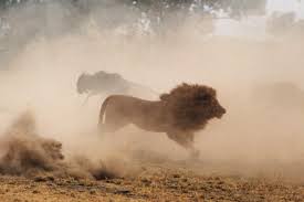 These groups include their young and up to three males at any given time. Lion And Wildebeests Yann Arthus Bertrand