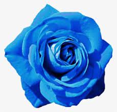Blue gerbera flower isolated with png format stock photo. Blue Flower Clipart Skyblue Blue Rose Transparent Png 1024x961 Free Download On Nicepng