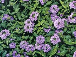 Verbena Houston Garden Center Houston Garden Garden Center Forest Landscape