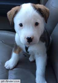 Find & download free graphic resources for dog barking. Pin On Dog Gifs