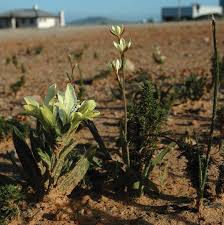 Image result for Eriosema flexuosum