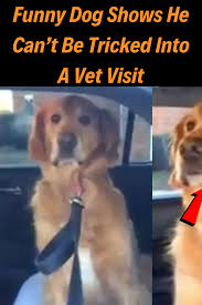 Top free images & vectors for pet clinic near me open now in png, vector, file, black and white, logo, clipart, cartoon and transparent. Vets Near Me Open Now Cheap