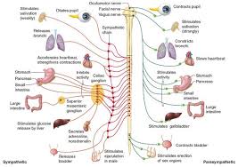 Image result for Sympathetic Nervous System