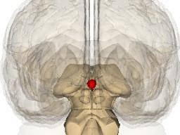 Pineal Gland Function Definition And Circadian Rhythm
