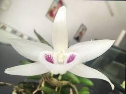 Đột biến gen là những biến đổi trong cấu. Gá»'c Lan Ä'á»™t Biáº¿n Gia 17 Tá»· Va Sá»± Tháº­t Gay Sá»'c Vietnamnet