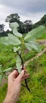 Image result for Diospyros batocana
