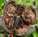 Image result for Khaya anthotheca