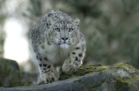 Image pour une photo ou une image fixe, couleur. Fonds D Ecran Fauve Leopard Des Neiges Voir Animaux Telecharger Photo