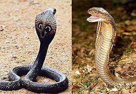 Find 2 ways to say snake, along with antonyms, related words, and example sentences at thesaurus.com, the world's most trusted free thesaurus. Which Is More Dangerous A Snake Or A Lion Quora