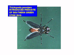 Image result for Nesaea polycephala