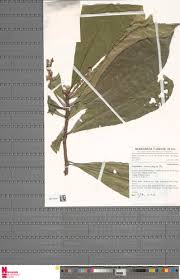 Image result for Argomuellera