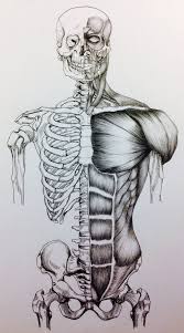 The body's muscular system consists of about 650 muscles that aid in movement, blood flow and there are three types of muscle: Pin On Drawing