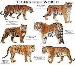 Tigers Of The World Poster Print Tiger Species Wild Cats Big Cats