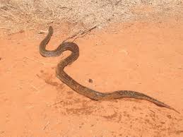 Image result for Dissotis anchietae