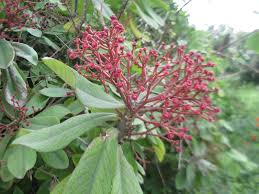 Image result for Synadenium grantii