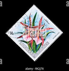 Image result for Platycoryne crocea