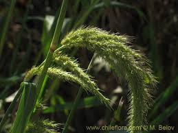 Image result for Poaceae