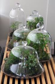 Moss And Ferns Under Glass Balcony Gardener Jardin De Verre Idees Jardin Decoration Jardin