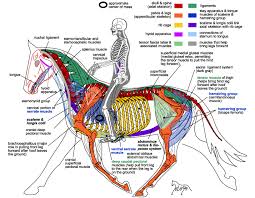 Leg problems most prevalent in horses: Horse Anatomy Legs Anatomy Drawing Diagram