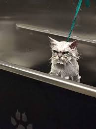 Surat Ifadesinden Kufur Ettigi Cok Net Belli Olan 23 Hayvan 23 Belli Cok Ettigi Hayvan Ifadesinden Kufur Net Olan En 2020 Gatos Raros Mascotas Memes Gatos