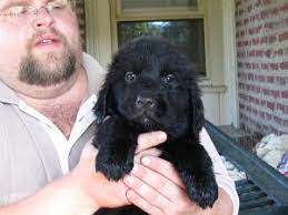 Contact new york newfoundland breeders near you using our free newfoundland breeder search tool below! Newfoundland Puppies For Sale