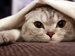 Scottish Fold Irkinin Uretimi Uzmanlari Ikiye Boldu Magazin Haberleri Ntv