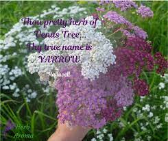 Achillea Flower Quotes Best Flower Wallpaper