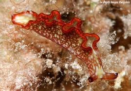 Image result for Landolphia rufescens