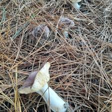 Image result for Russula perlactea
