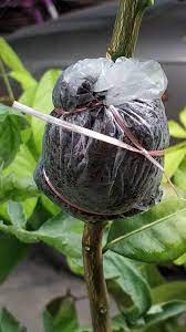 Artikel kali ini kami ingin kongsikan cara tanam dan lebatkan pokok mangga dalam pasu. Tut Tanaman Cara Paling Mudah Boleh Buat Begini Langkahnya Keluarga