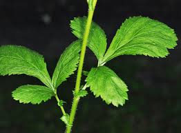 Image result for Eriosema pentaphyllum